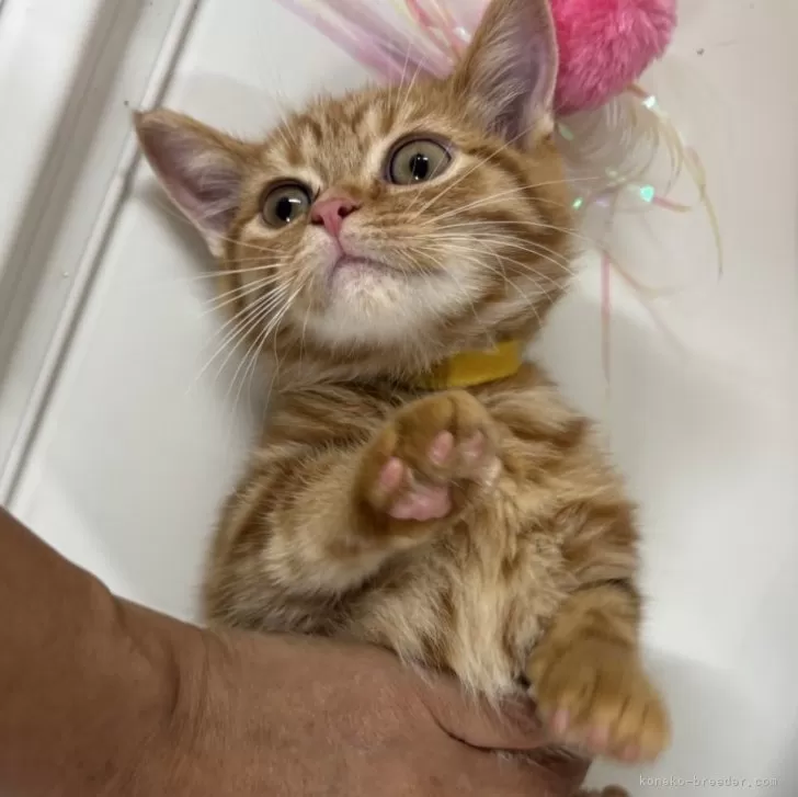 T.O 様のお迎えした子猫