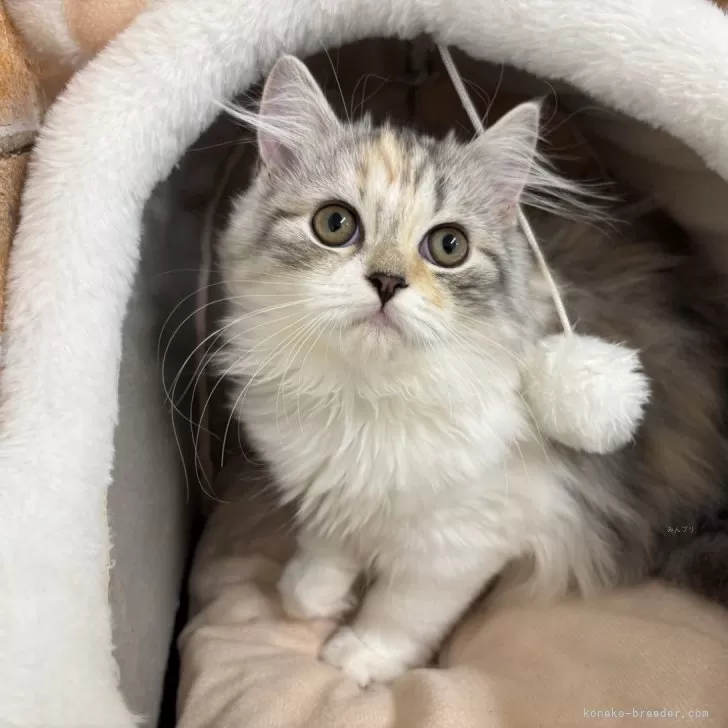 ねねばぶ 様のお迎えした子猫