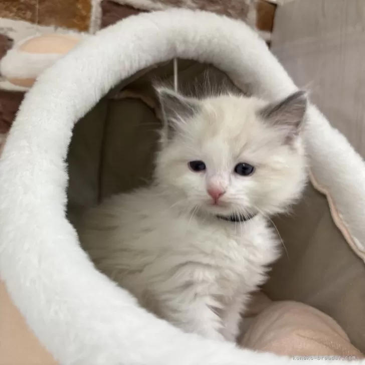 ID：2501-00647の子猫