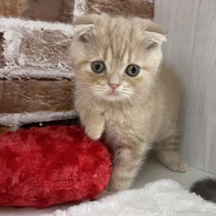 ID：2501-02231の子猫