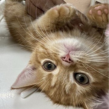 マンチカン(長足)【東京都・女の子・2025年6月13日・レッドタビー】の写真「まんまるお目目で人気の色合いのとても愛らしい女の子」