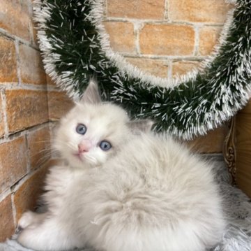 ラグドール【東京都・女の子・2025年10月8日・ブルーポイントバイカラー】の写真「ふんわりした雰囲気がたまらなく可愛い」