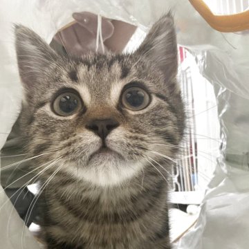 ミヌエット(長足)【東京都・男の子・2025年4月8日・ブラックタビー】の写真「まんまるお目目のとても可愛い男の子」