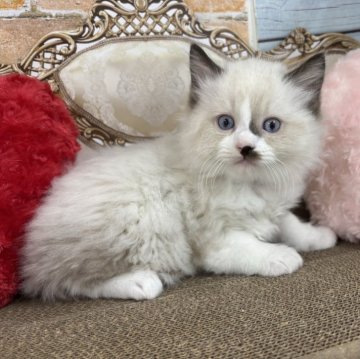 ラグドール【東京都・男の子・2025年9月22日・シールポイントバイカラー】の写真「まんまるふわふわでとっても可愛い」