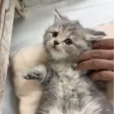 スコティッシュフォールド(立ち耳)