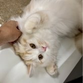 スコティッシュフォールド(立ち耳)