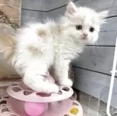 スコティッシュフォールド(立ち耳)
