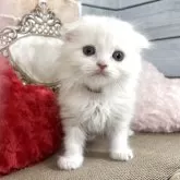 スコティッシュフォールド(折れ耳)