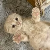 スコティッシュフォールド(折れ耳)