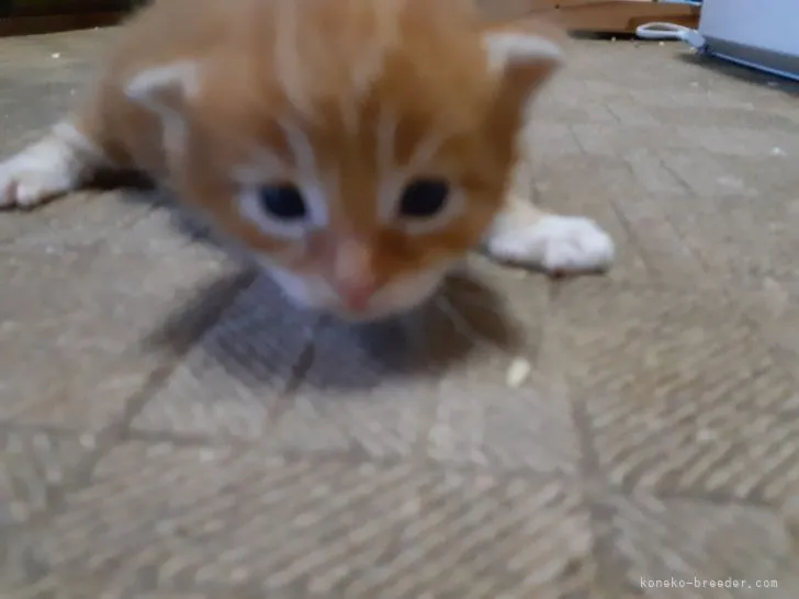 はるな 様のお迎えした子猫