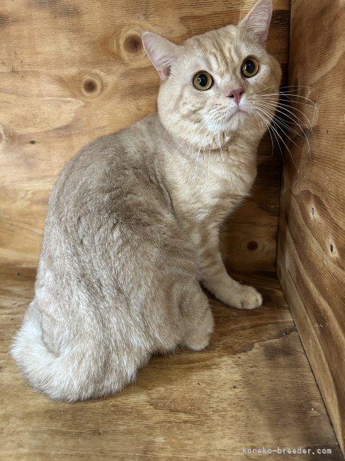 カムイくん｜滑川　晴奈(なめかわ　はるな)ブリーダー(神奈川県・スフィンクスなど・NAG登録)の紹介写真6