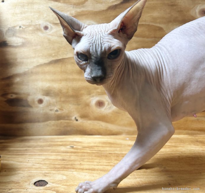 スフィンクス【・女の子・2023年1月28日・シールポイント】