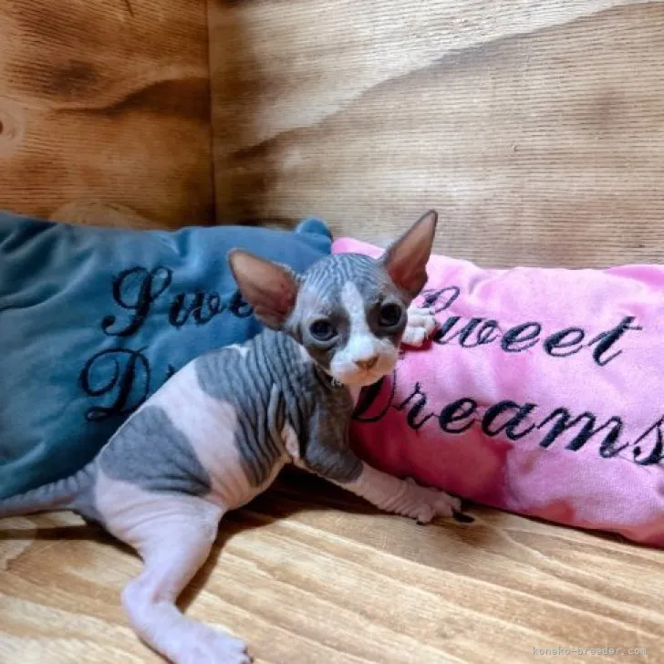 ID:2311-01416の子猫