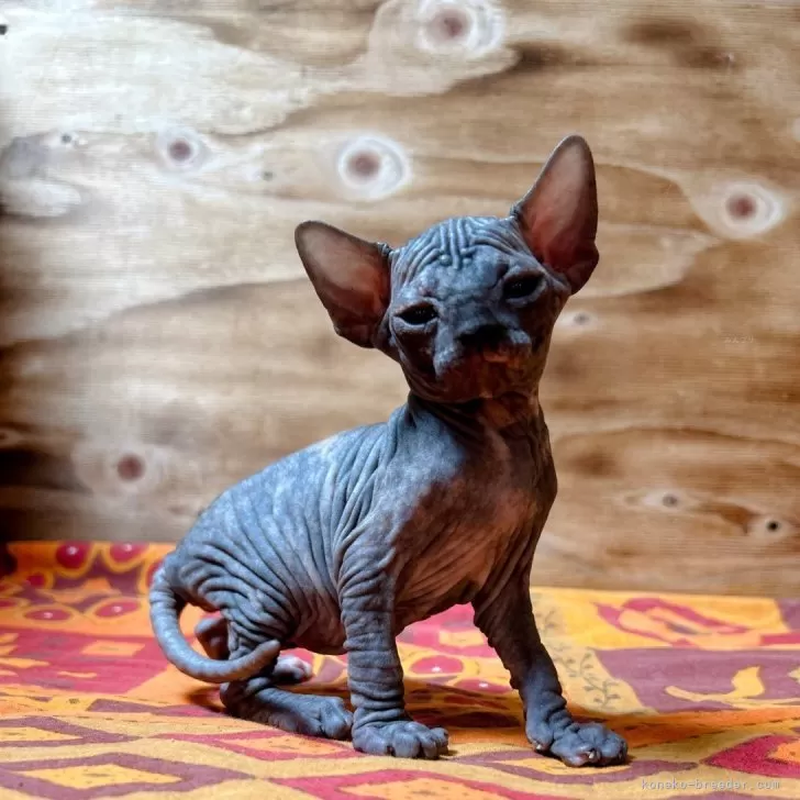 縁 様のお迎えした子猫