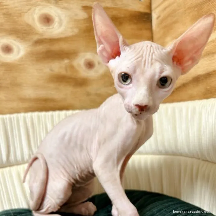 ID：2308-00444の子猫