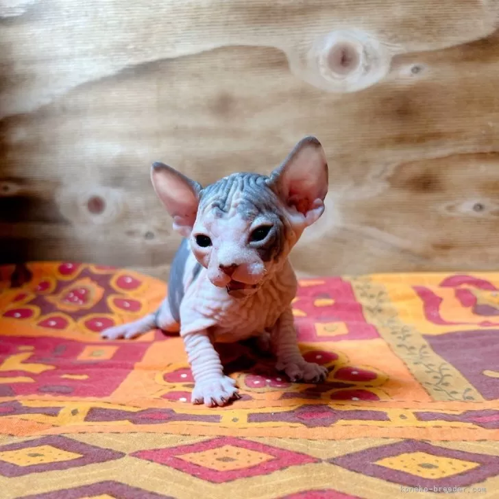ID：2401-01642の子猫