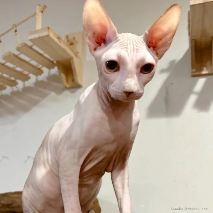 小梅さん 様のお迎えした子猫