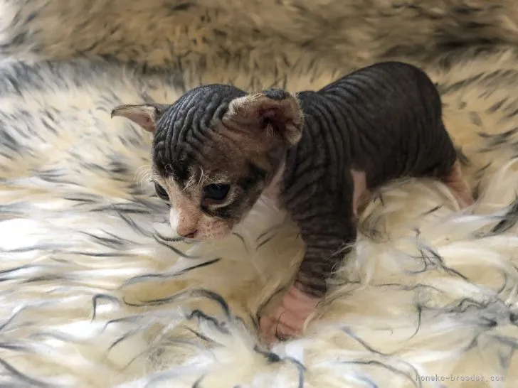 ID:2104-00154の子猫