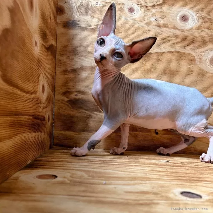 ID:2408-00262の子猫