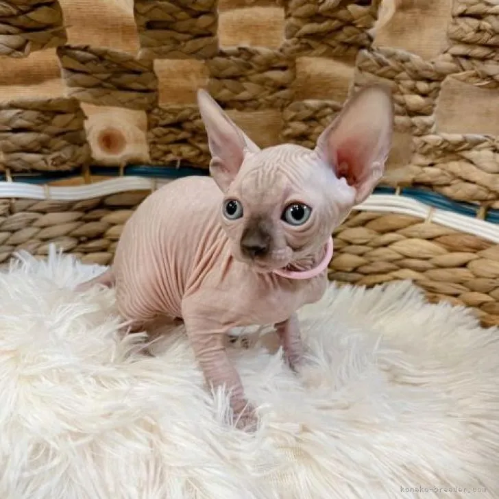 ID：2303-00522の子猫
