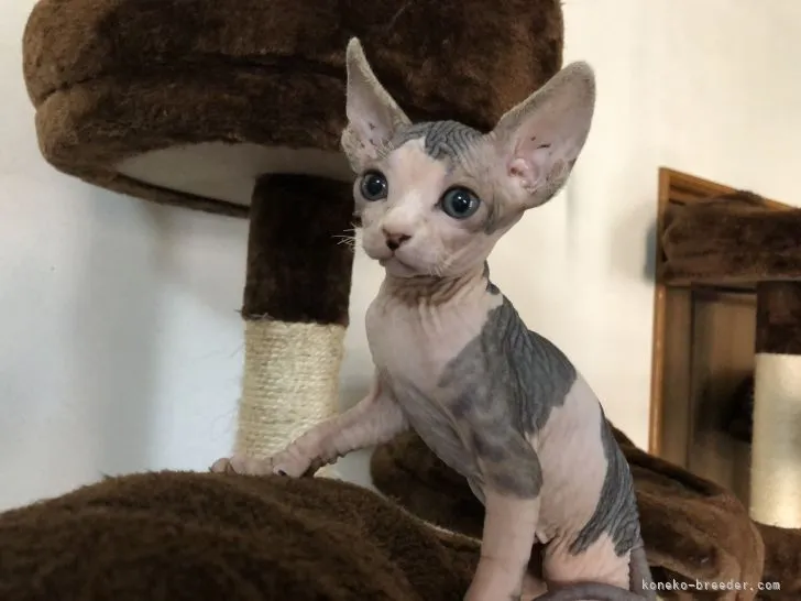 ID:2108-01205の子猫