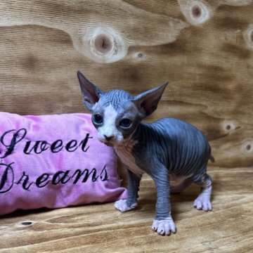 スフィンクス【神奈川県・女の子・2024年3月3日・ブラック&ホワイト】の写真「人懐っこい子です♡」