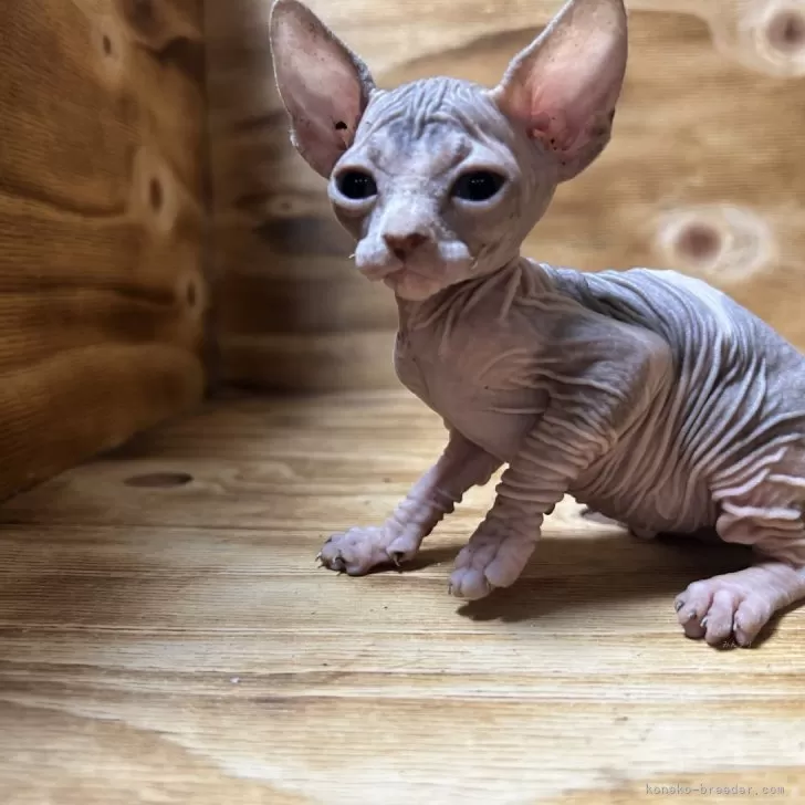 ID:2501-01616の子猫