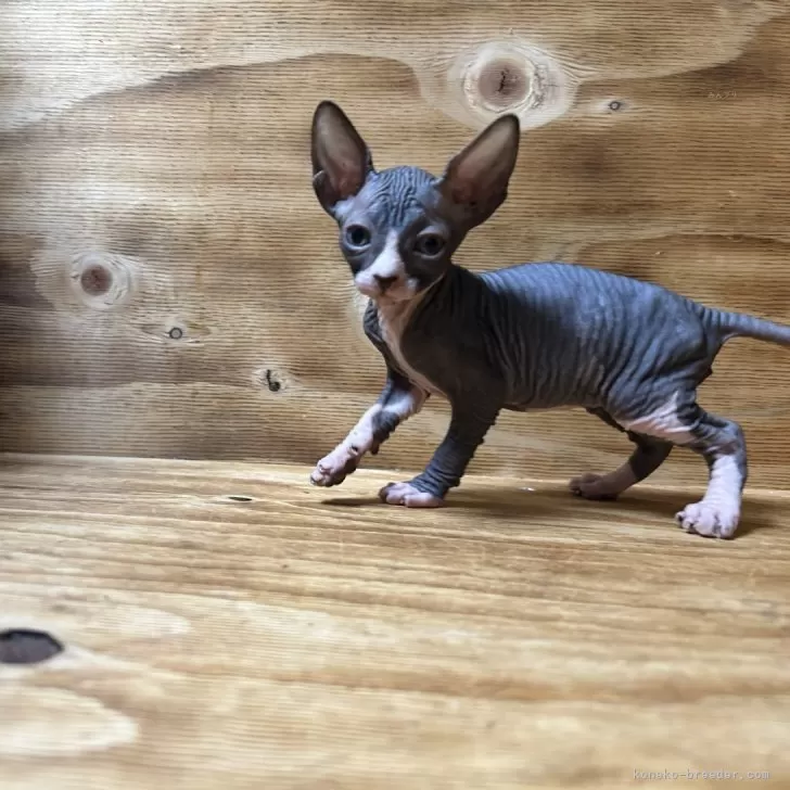 ID:2501-01620の子猫
