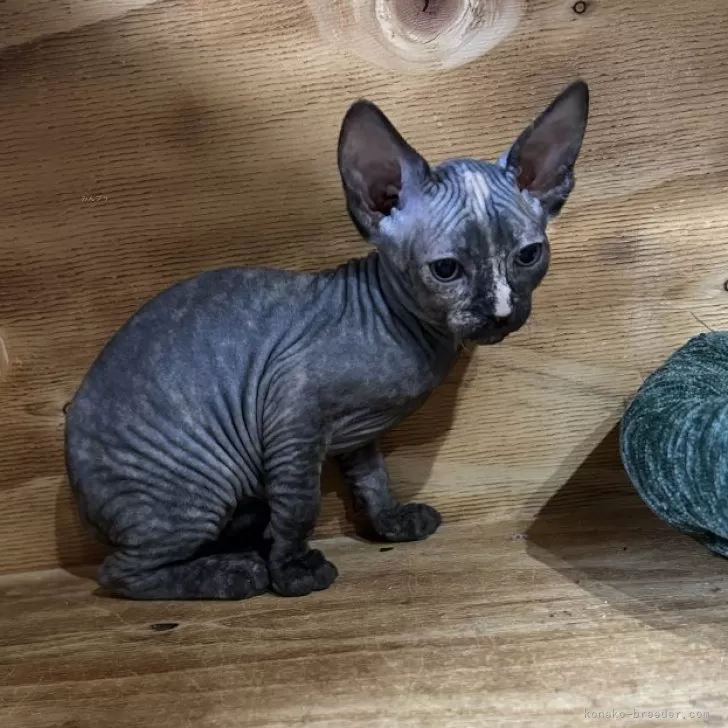 ID：2510-01299の子猫