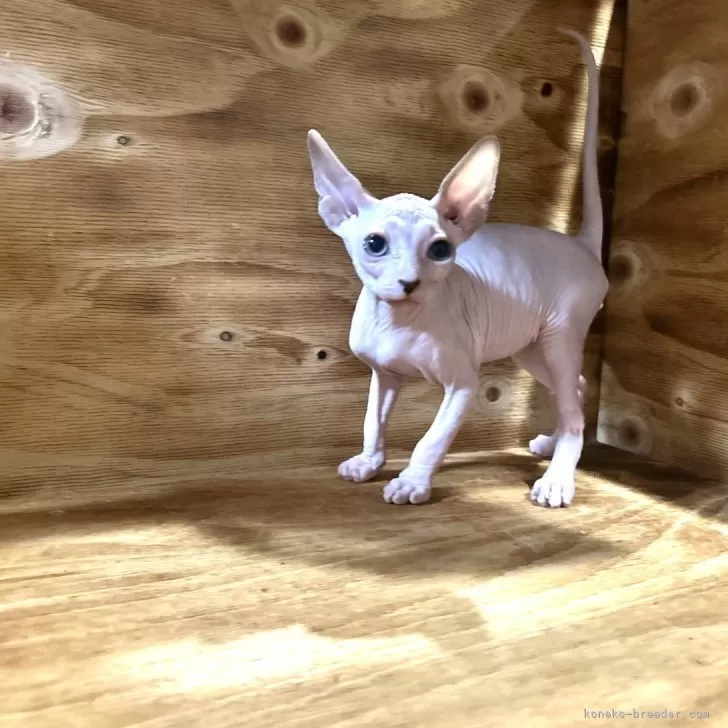 ID:2501-01884の子猫