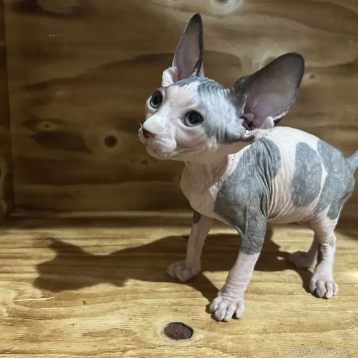 ID：2501-01619の子猫