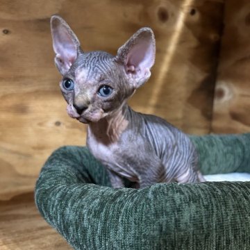 スフィンクス【神奈川県・男の子・2025年10月2日・ブルー&タビーホワイト】の写真「タビーの入った可愛い子です♡」