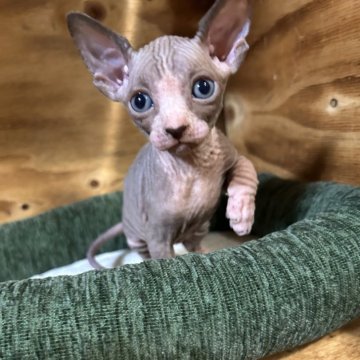 スフィンクス【神奈川県・男の子・2025年10月2日・ブルー&ホワイト】の写真「お顔がキュートなおとこのこです♡」