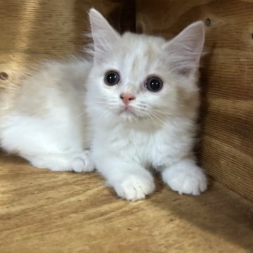 スコティッシュフォールド(立ち耳)【神奈川県・女の子・2025年9月28日・クリーム&ホワイト】の写真「★立ち耳★うるうるなおめめがかわいい女の子です♡」