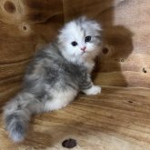 スコティッシュフォールド(折れ耳)