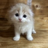 スコティッシュフォールド(折れ耳)