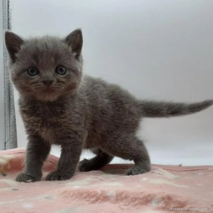 やのまさこ 様のお迎えした子猫