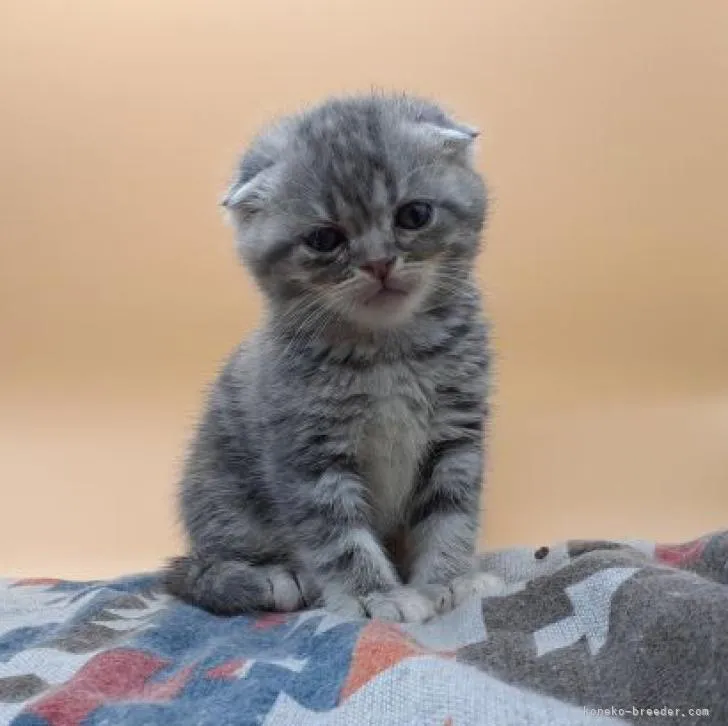 ID：2212-01705の子猫