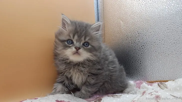 ID：2203-00133の子猫