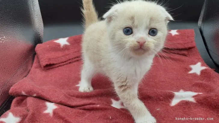 M.S 様のお迎えした子猫