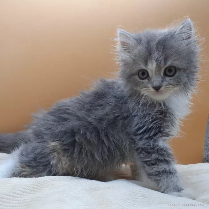 ID:2411-01313の子猫