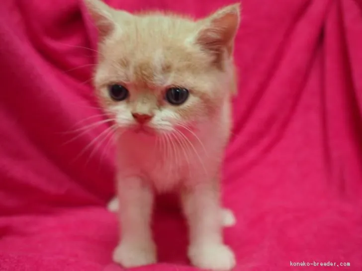 ID:1909-00092の子猫