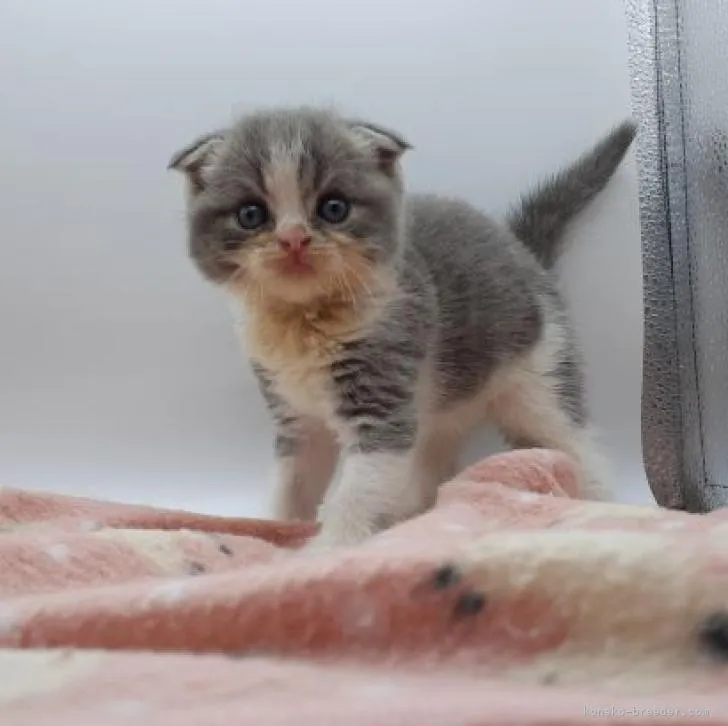 ID：2207-03108の子猫