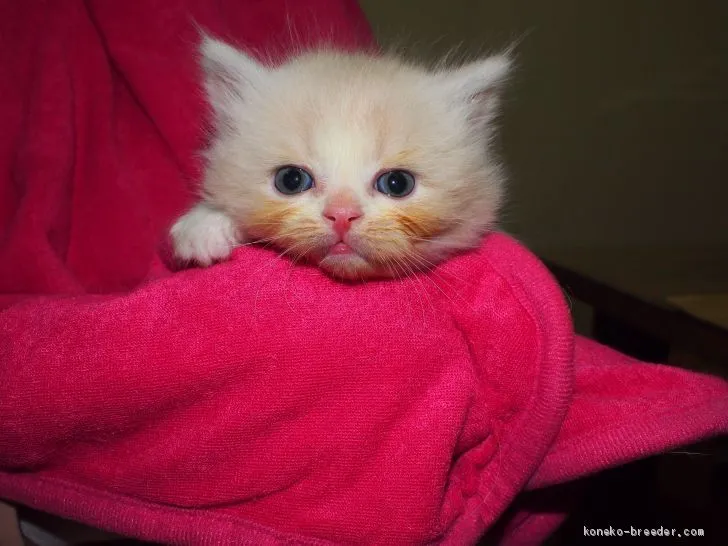 ID:2003-01861の子猫