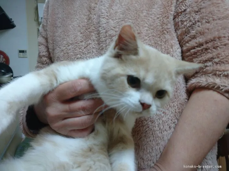 ID:2011-00081の子猫