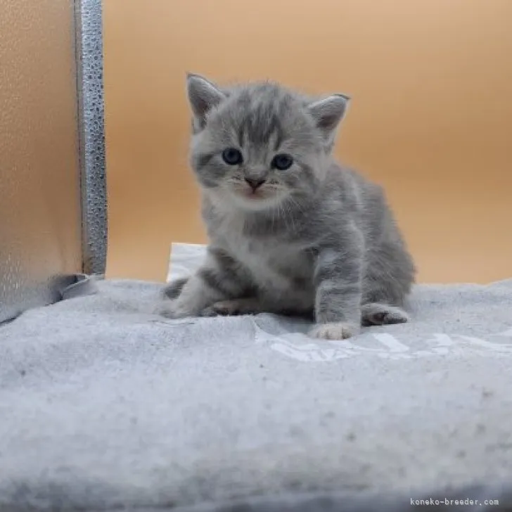 そら 様のお迎えした子猫