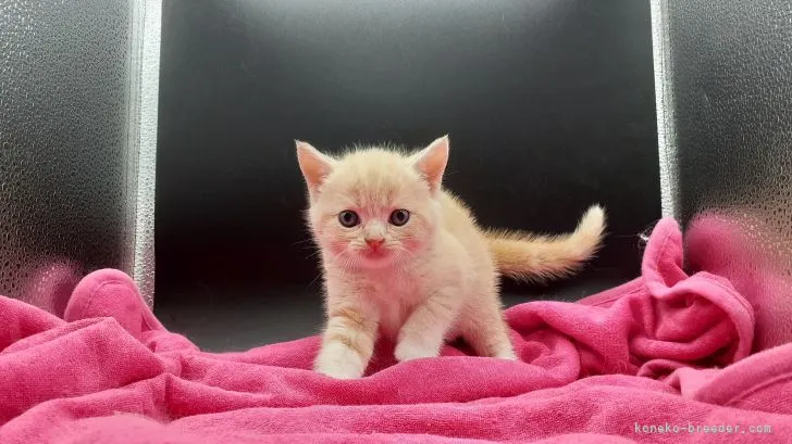 ID：2109-02797の子猫
