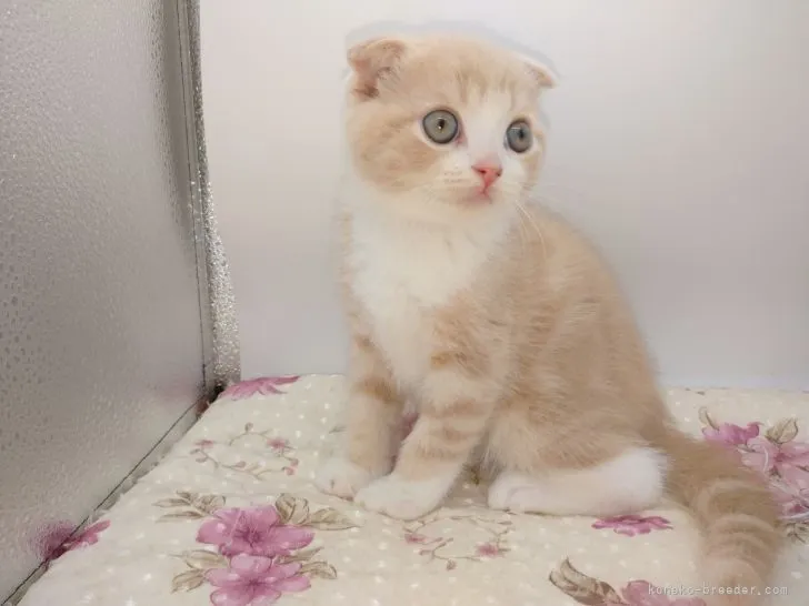 ID：2203-01125の子猫