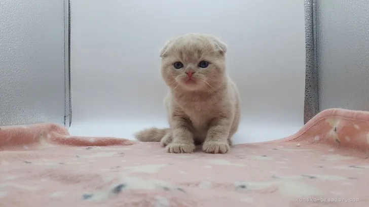 ID：2202-00145の子猫