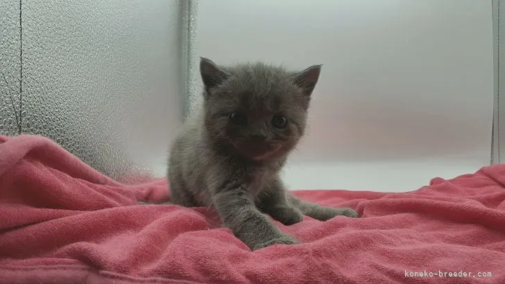 ID:2109-01459の子猫